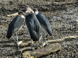 Western_Corridor_(Kirawira)2003-103